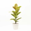 FICUS ELASTICA SHIVERIANA EN PORTAMACETA PLASTICO BLANCO