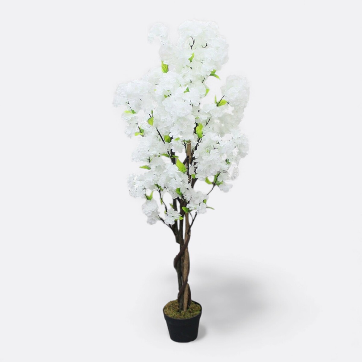 Árbol Cerezo Imperial En Flor 