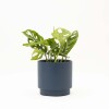 MONSTERA ADANSONII CON MACETA CERAMICA AZUL