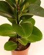 Ficus Elástica "Gomero" Verde - H: 60cm