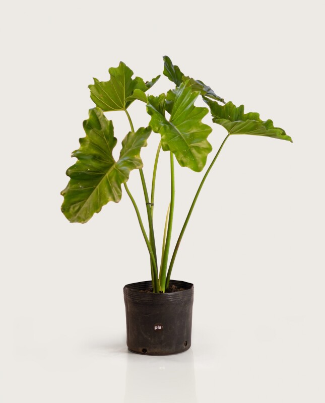 Filodendro Undulatum - H: 80cm Filodendro Undulatum - H: 80cm