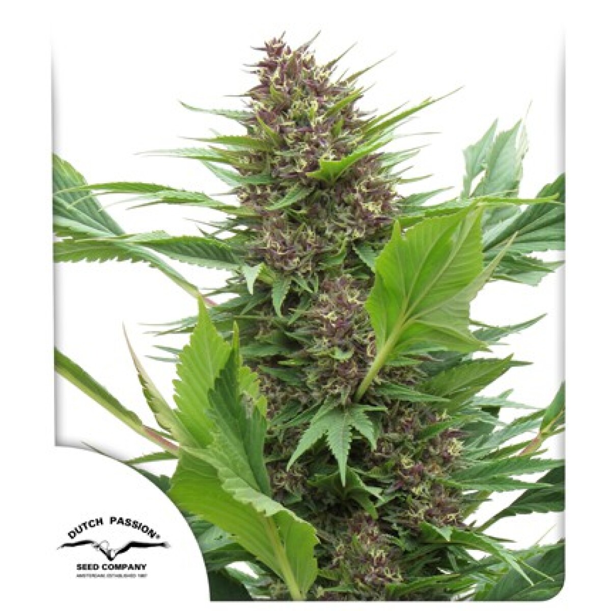 FEM - FRISIAN DUCK® X3 UNIDADES 