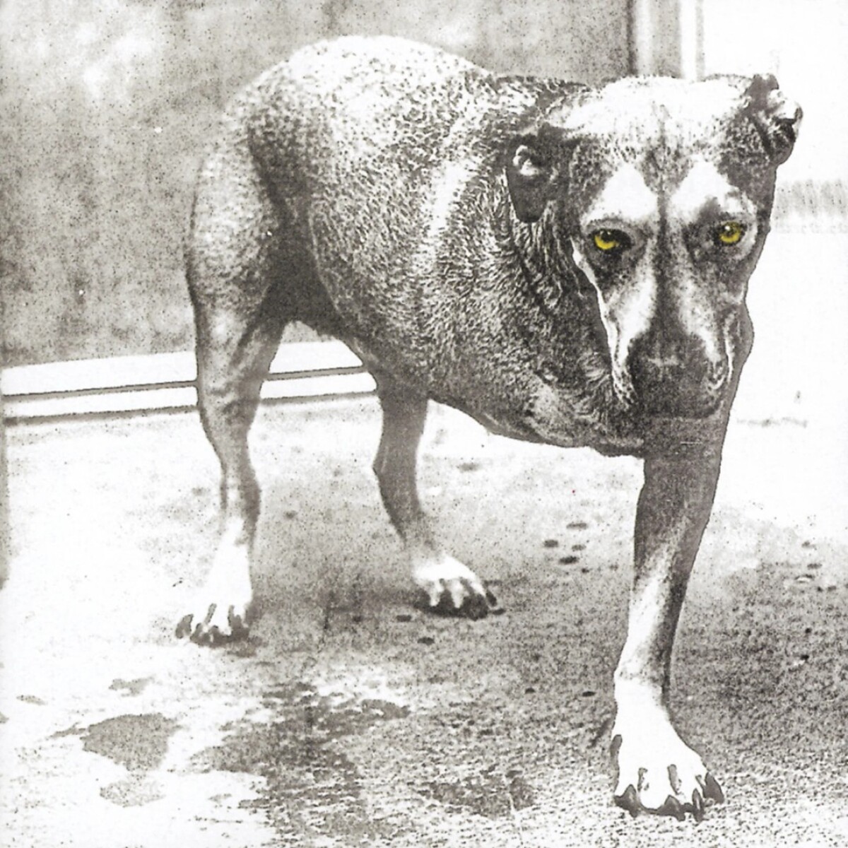Alice In Chains - Alice In Chains - Vinilo 