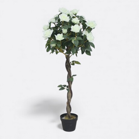 Árbol Rosal Blanco Tronco Trenzado Árbol Rosal Blanco Tronco Trenzado