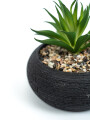 Planta Quovi Estampado 3