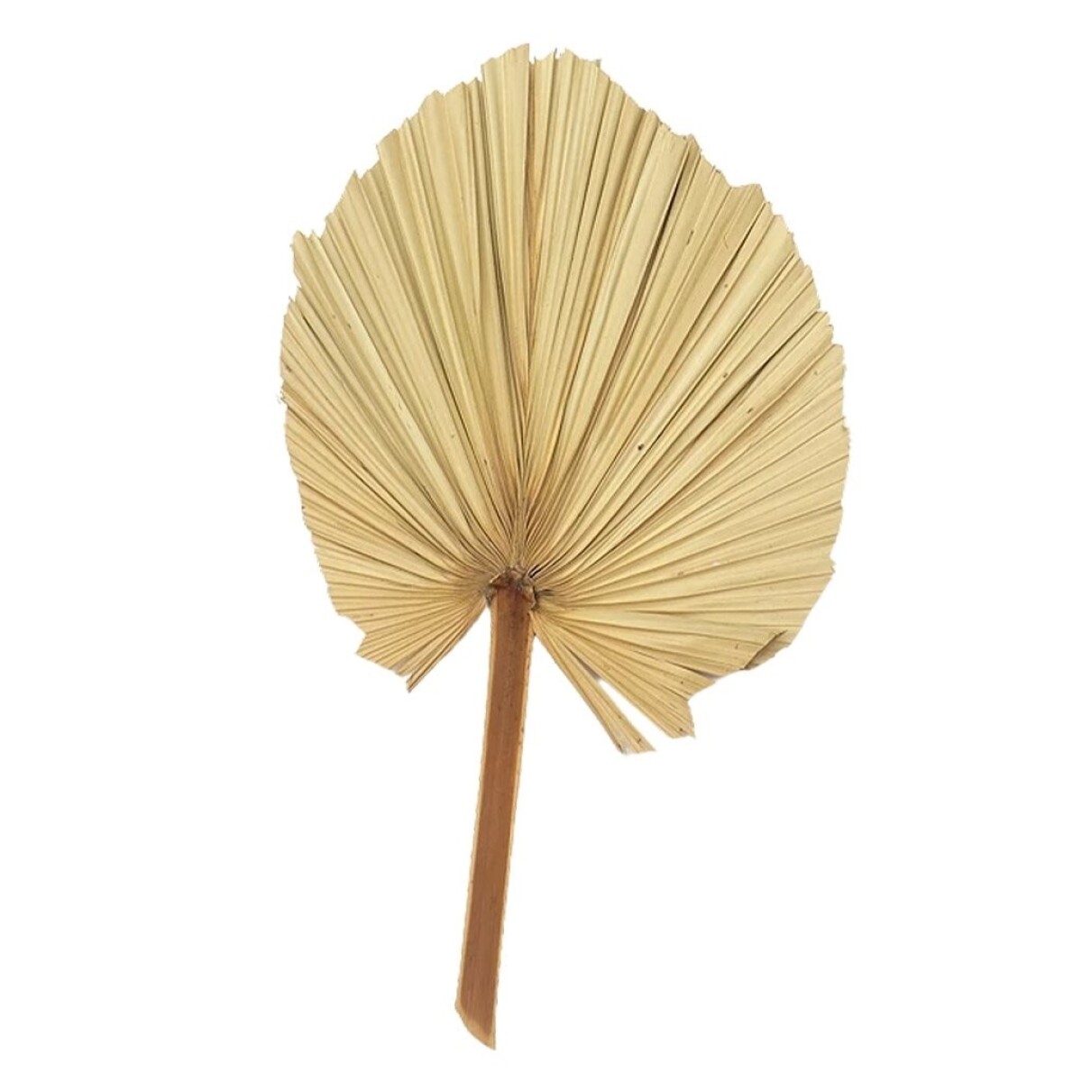 HOJA DE PALMA DECORATIVA 60CM NATURAL 