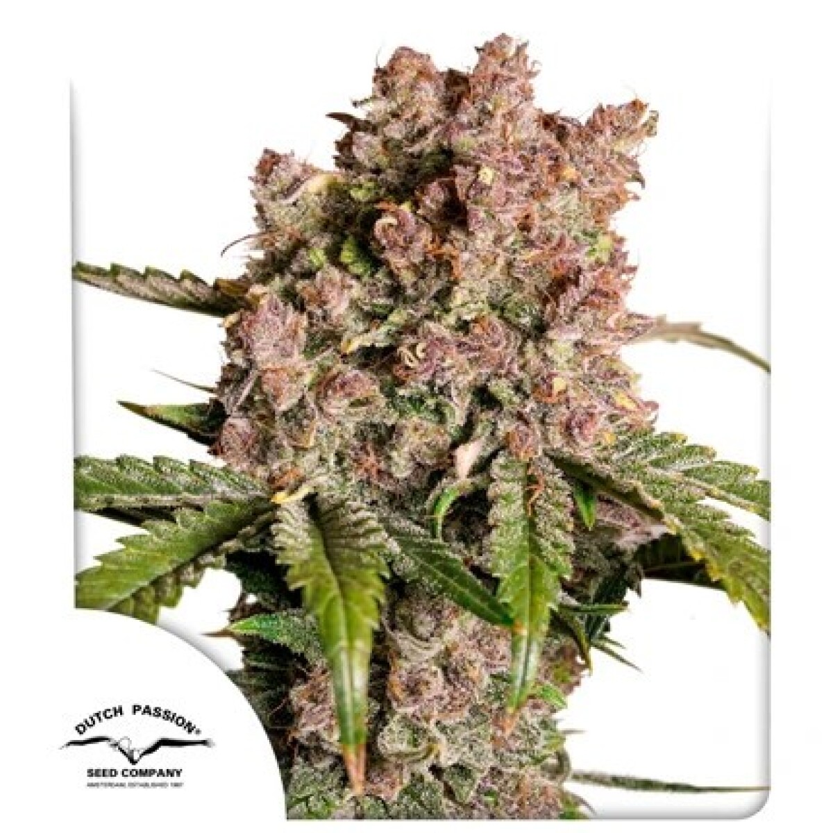 Auto Strawberry Soda X3 - Dutch Passion 