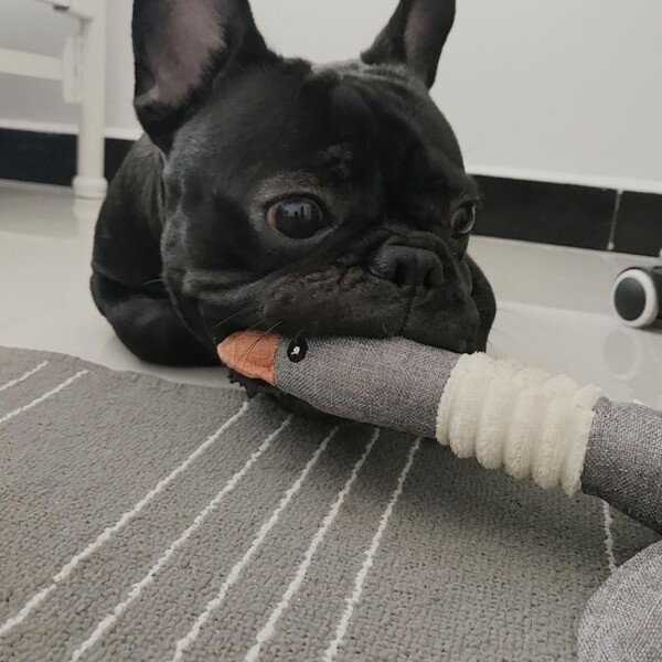 Juguete Peluche Perro Mascota Masticable Pato Calidad Color Variante Gris