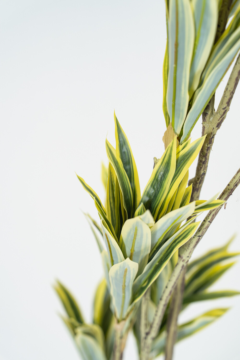 Planta Bambú Color Unico