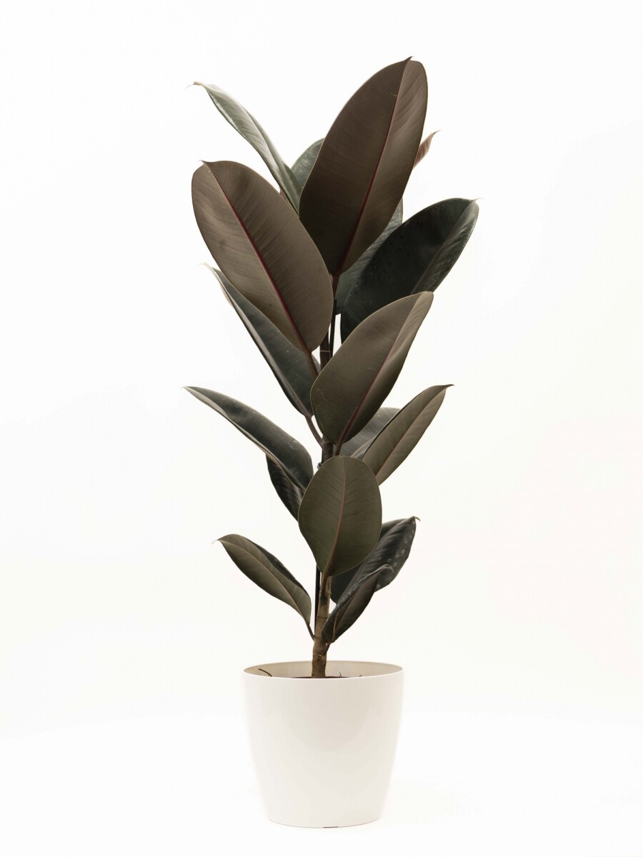 FICUS ELASTICA BURGUNDY EN PORTAMACETA PLASTICO BLANCO