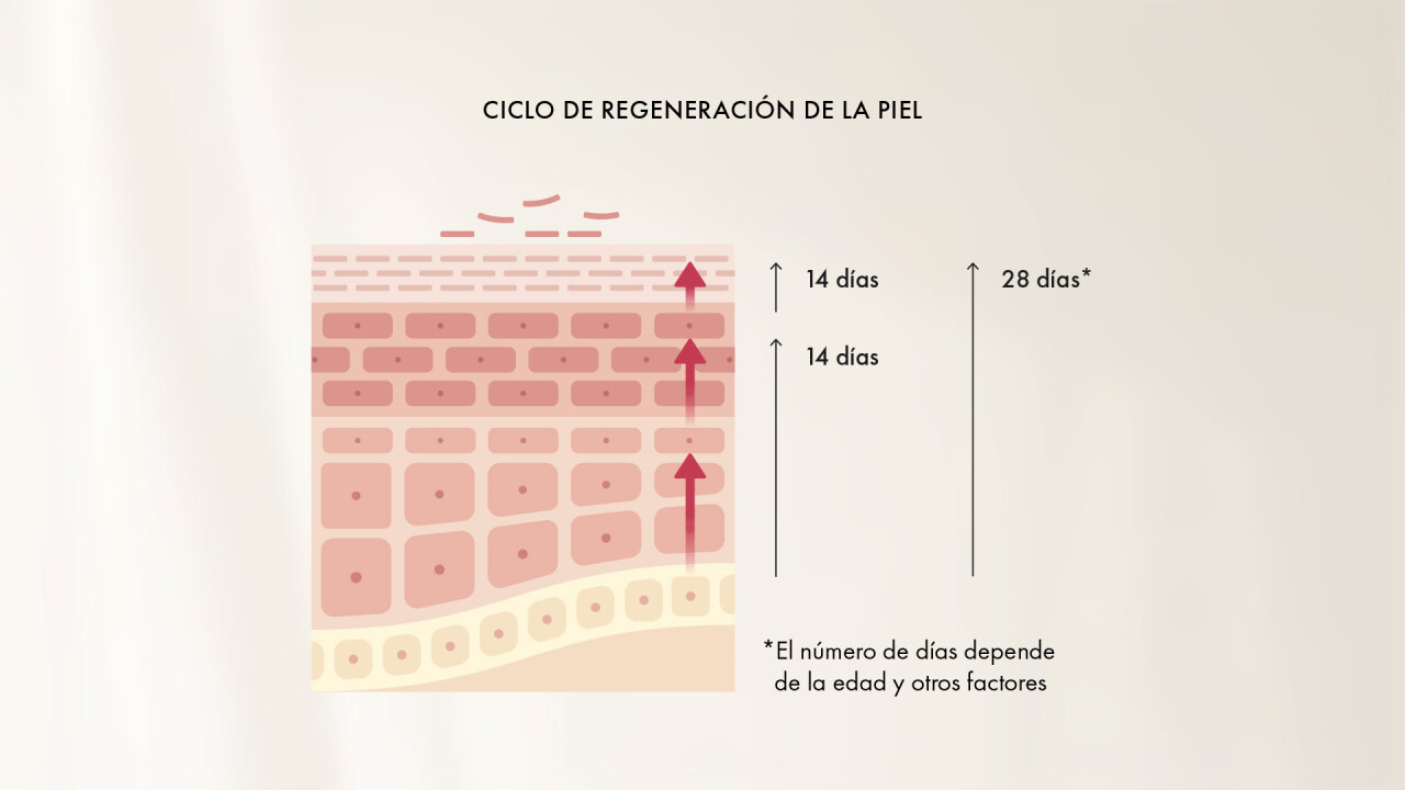 ciclo-regeneracion-piel.jpg