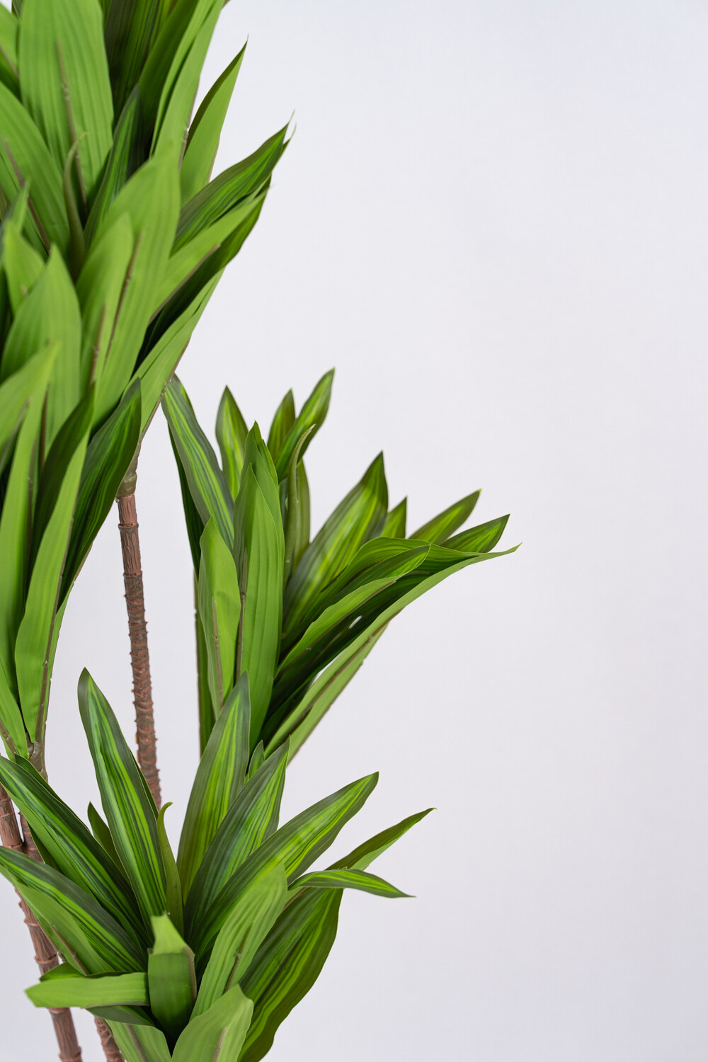 Planta Clavel Color Unico