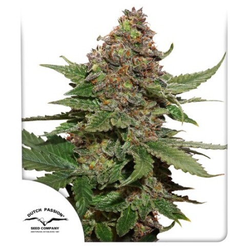 FEM - STRAWBERRY COUGH® X3 UNIDADES FEM - STRAWBERRY COUGH® X3 UNIDADES