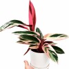 CALATHEA TRIOSTAR CON MACETA GRIS OSCURO