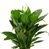 LIRIO DE LA PAZ L EN MACETA CERAMICA BLANCA