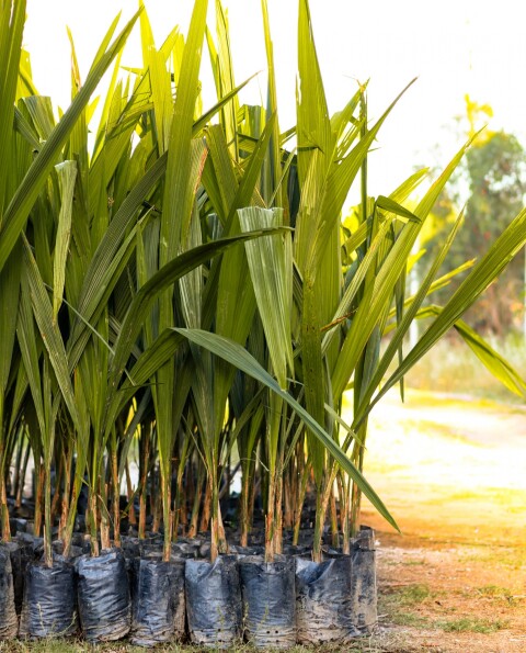 Palmera Pindo - S - H: 1.4m Palmera Pindo - S - H: 1.4m