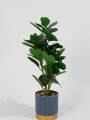 Planta Ficus 40cm Color Unico