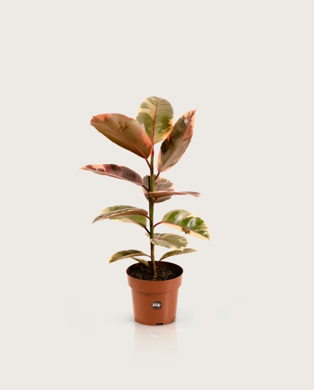 Ficus Elástica "Gomero" Ruby - H: 60cm
