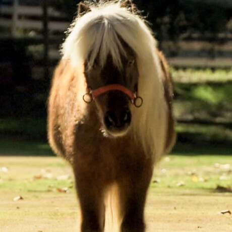 Li'l Sebastian • Parks and Recreation - 500 Li'l Sebastian • Parks and Recreation - 500