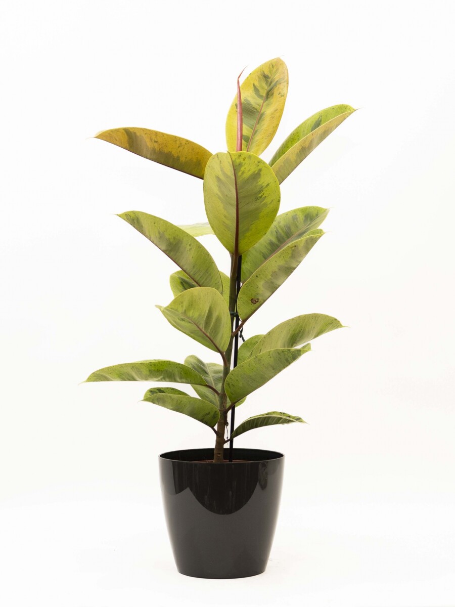 FICUS ELASTICA SHIVERIANA EN PORTAMACETA PLASTICO GRAFITO BRILLO
