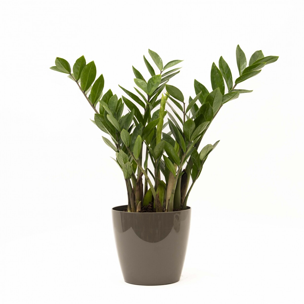 ZAMIOCULCA CON PORTAMACETA PLASTICA - TAUPE BRILLO 