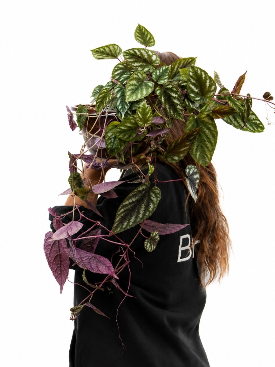 CISSUS JAVANA CISSUS JAVANA