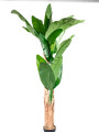 Planta Arum 100cm Color Unico