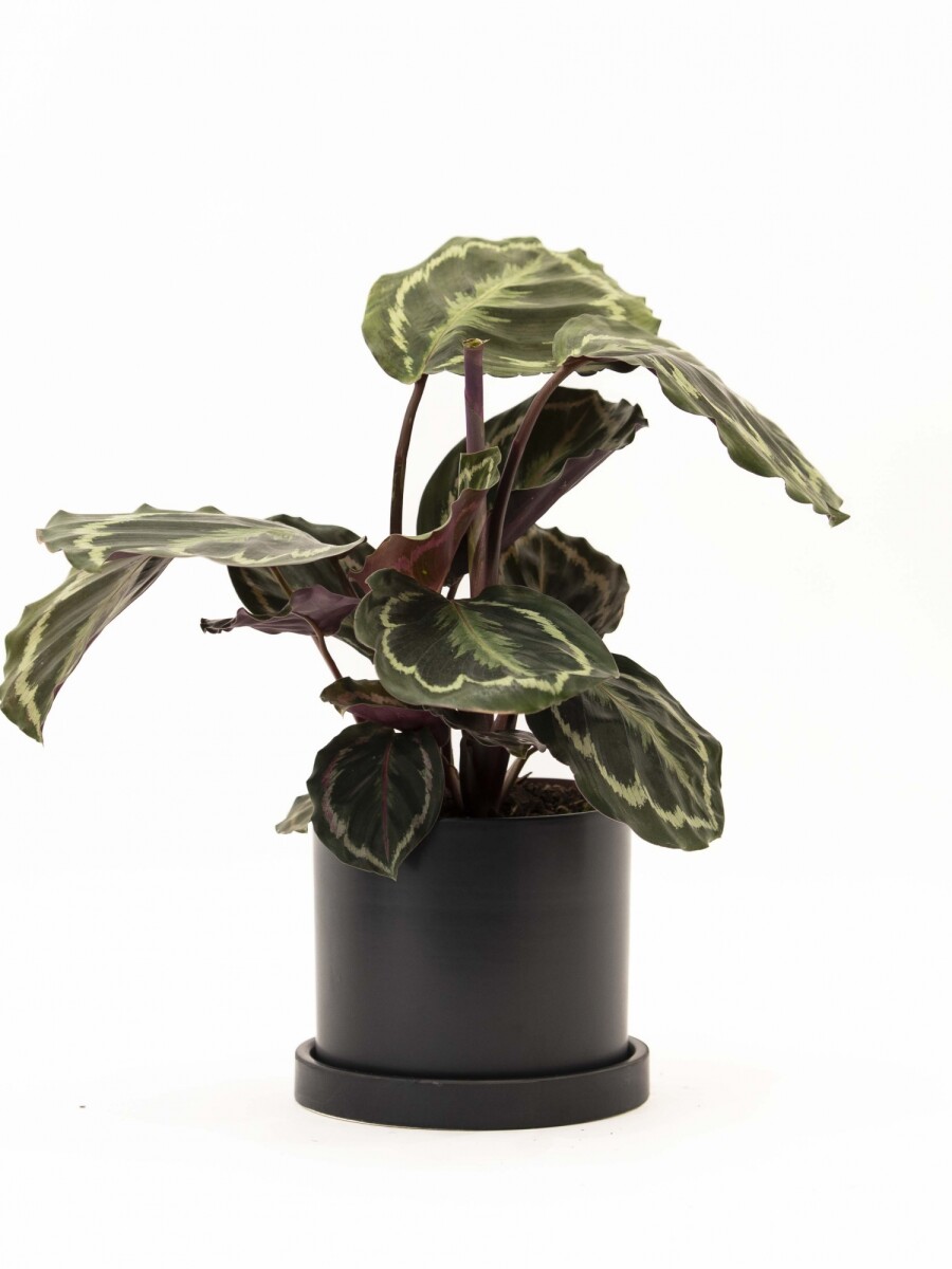 CALATHEA CON MACETA CERAMICA CON PLATO NEGRA