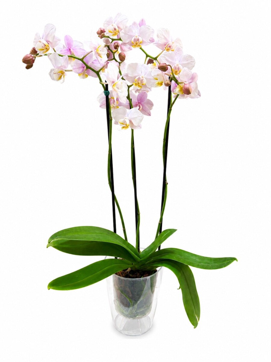ORQUÍDEA MINI CON MACETA TRANSPARENTE