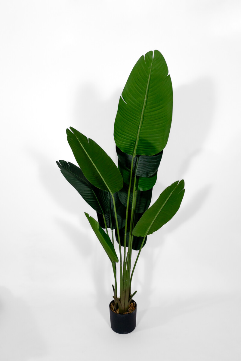 Planta Platano 160cm - Color Unico 
