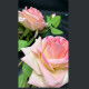 Rama de Rosas Rosada