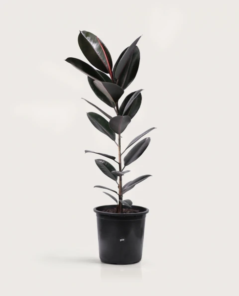 Ficus Elástica XL - Negro - H: 1m Ficus Elástica XL - Negro - H: 1m