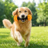 Juguete Morder Perros Gatos Limpieza Dental Golosinas Premio Color Negro Naranja
