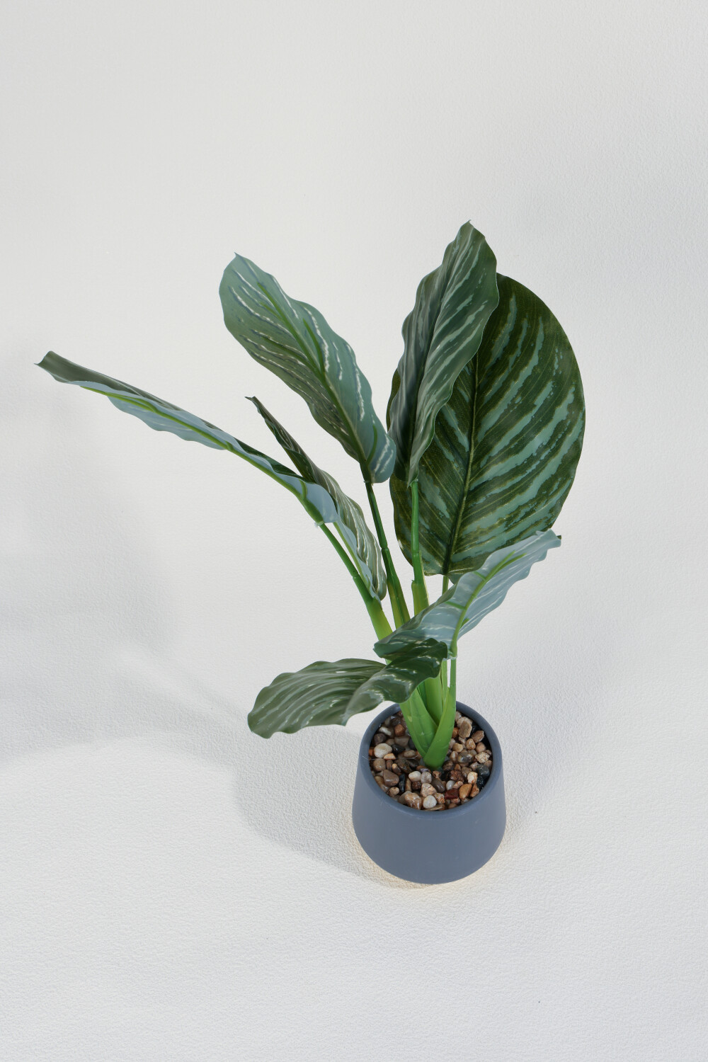 Planta Aglaonema 40cm Color Unico