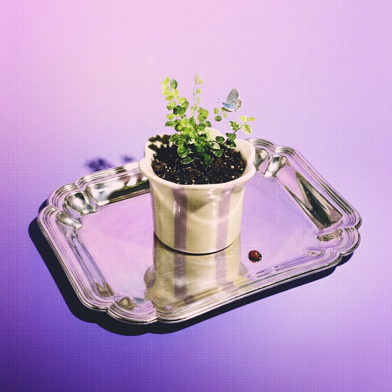 Maceta de cerámica Pétalos Pastel - Violeta violeta