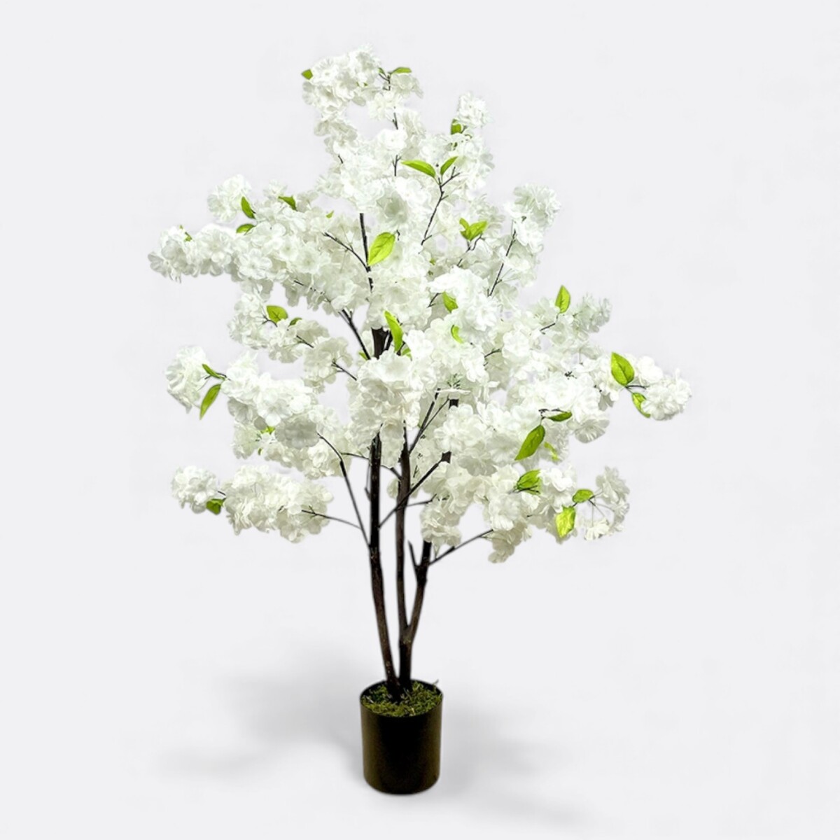 Árbol Cerezo Ornamental 