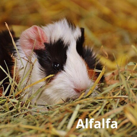 ALFALFA Alfalfa