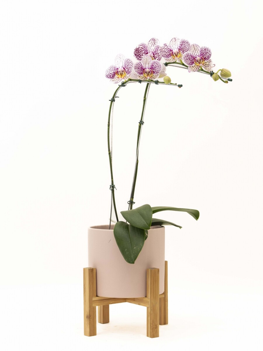 ORQUIDEA CURVA CON MACETA ROSA Y SOPORTE