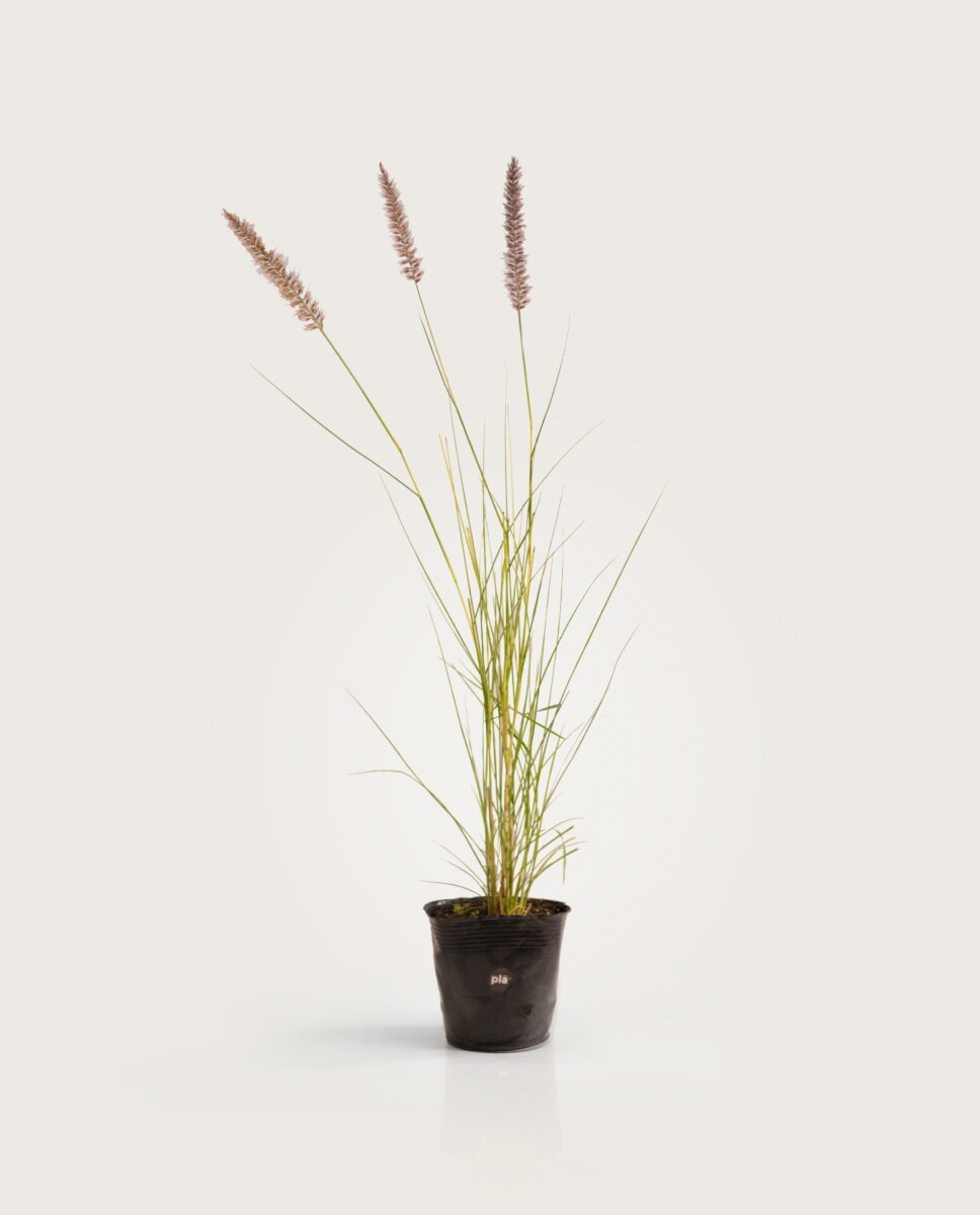 Pennisetum Rupelli - Verde - H: 60cm 