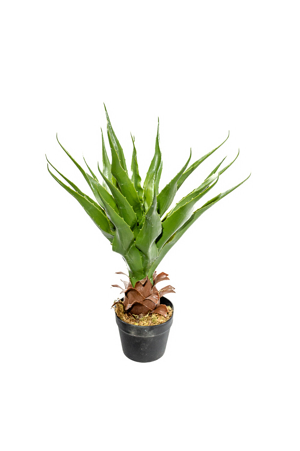 Planta Aloe 60cm Color Unico