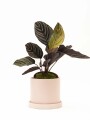 CALATHEA CON MACETA CERAMICA CON PLATO ROSA