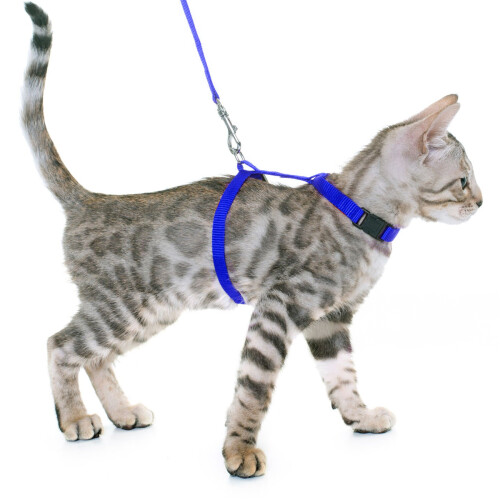 Pretal Arnes Regulable Con Correa Para Gatos Ajustable Color azul