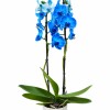 ORQUIDEA AZUL CON MACETA BLANCA