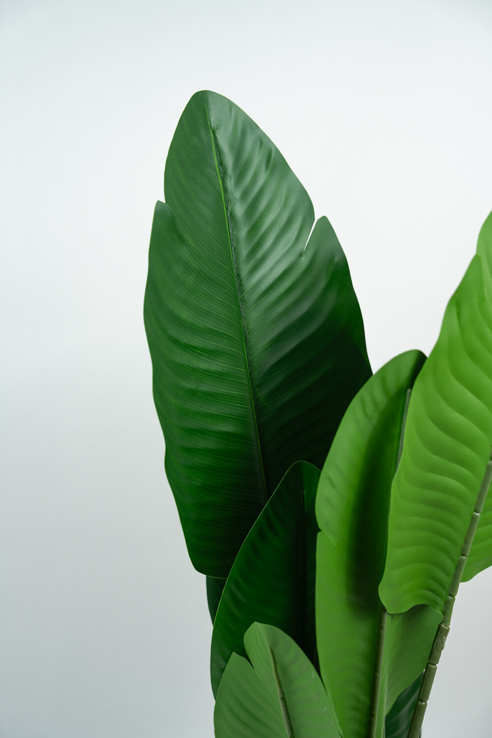 Planta Alocasia Color Unico