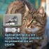 FELINE FULL SPOT DE 2 A 5 KG