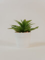 Planta Suculenta Artificial Estampado 2