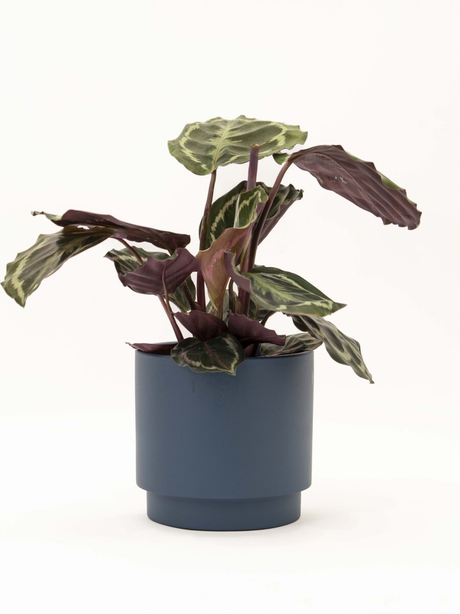 CALATHEA CON MACETA CERAMICA AZUL