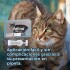 FELINE FULL SPOT MAS DE 5 KG