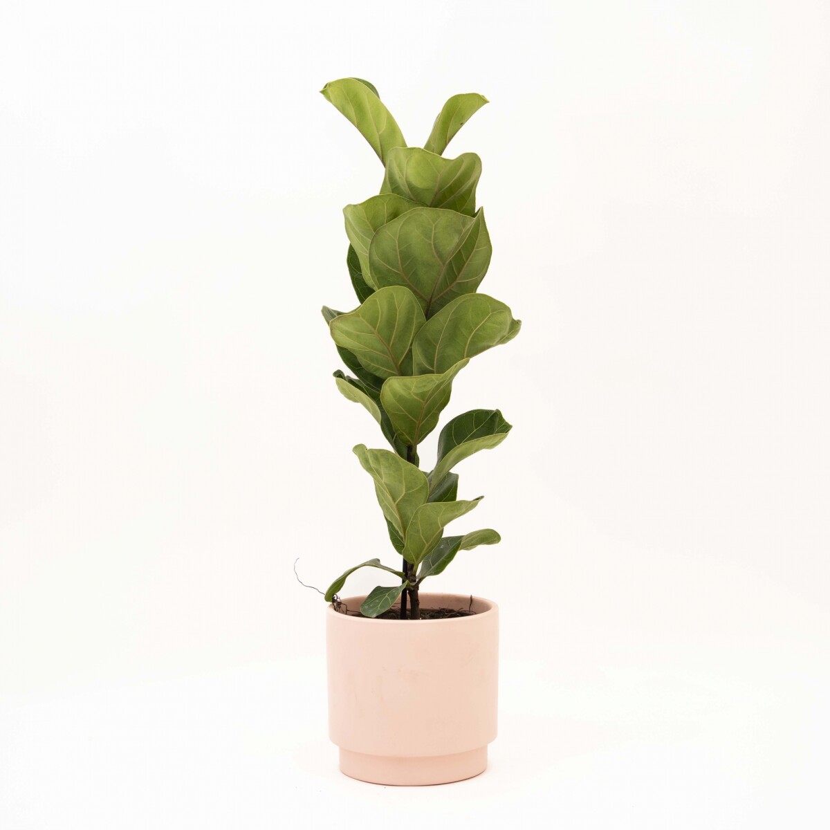 FICUS LYRATA BABY - CON MACETA CERAMICA ROSA 