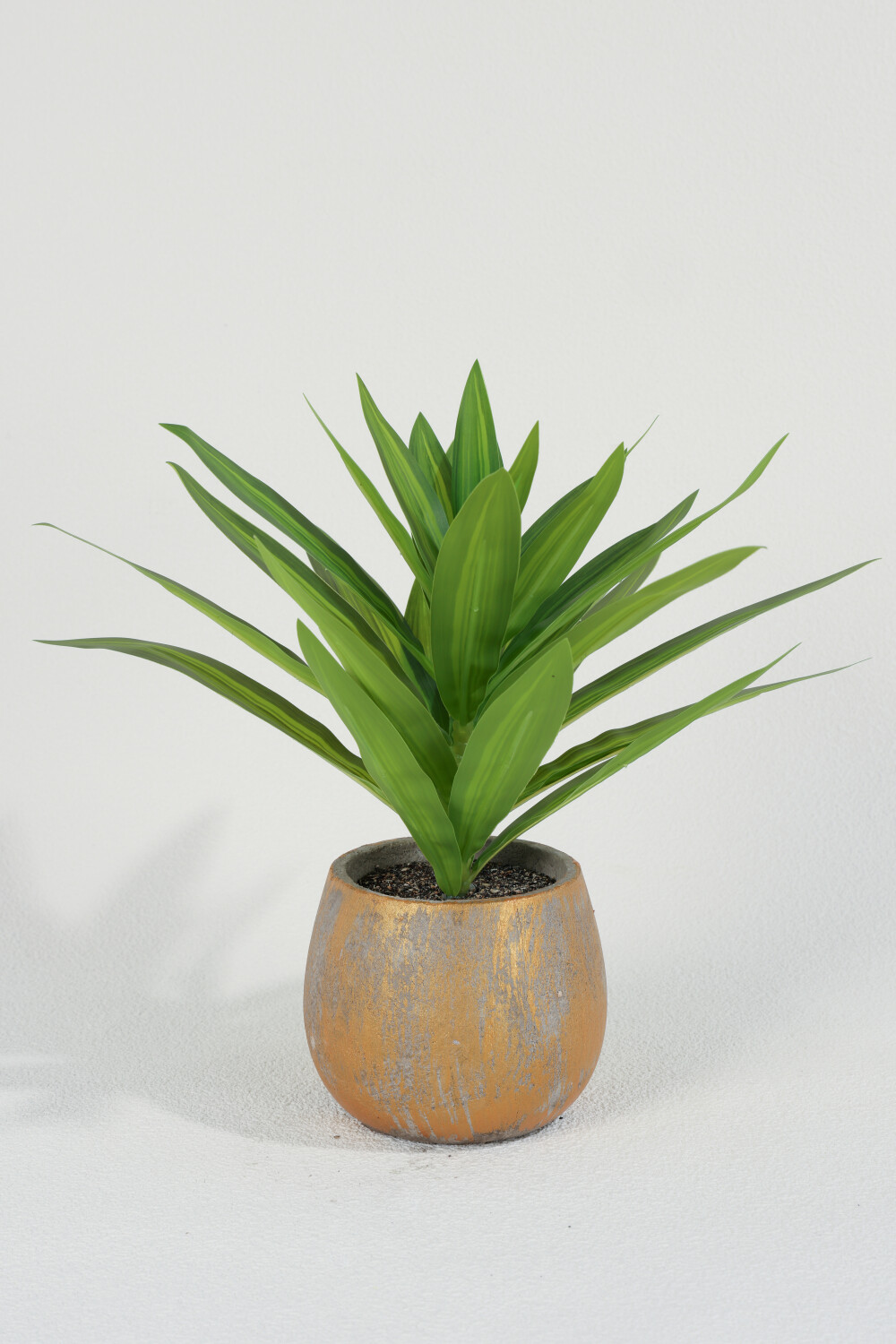 Planta Dracaena Fragrans 25cm Color Unico